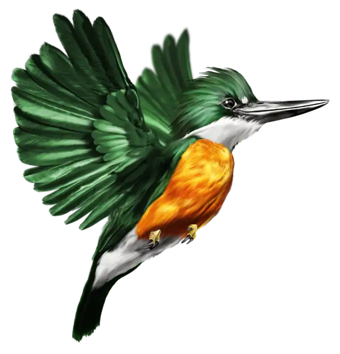 Pájaro Martin Pescador